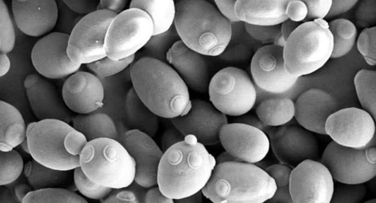 如果没有进化论人是怎么出现的,进化论不能完美地阐述生物的起源