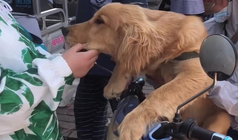 金毛犬多少钱一只河南,一只金毛1500元