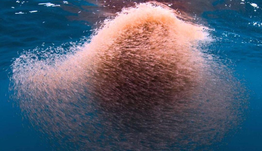 全球变暖对南极磷虾的影响有多大,人类捕食南极磷虾有多危害