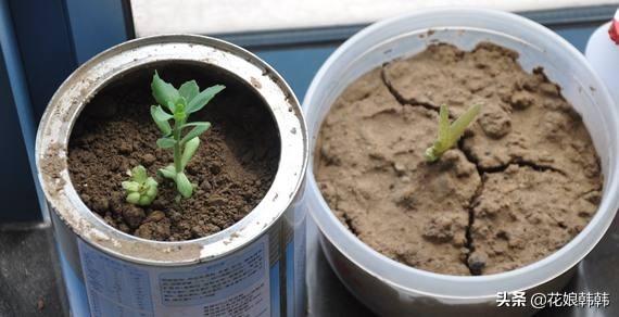 酸性土壤板结还是碱性土壤板结坏,土壤板结是怎么样的