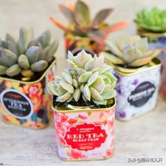 创意花盆简单制作方法,居家花盆