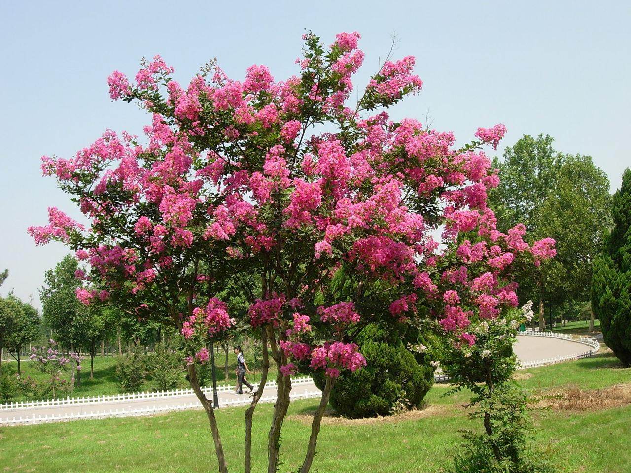 100种漂亮的夏花图片,30种夏花图片大全