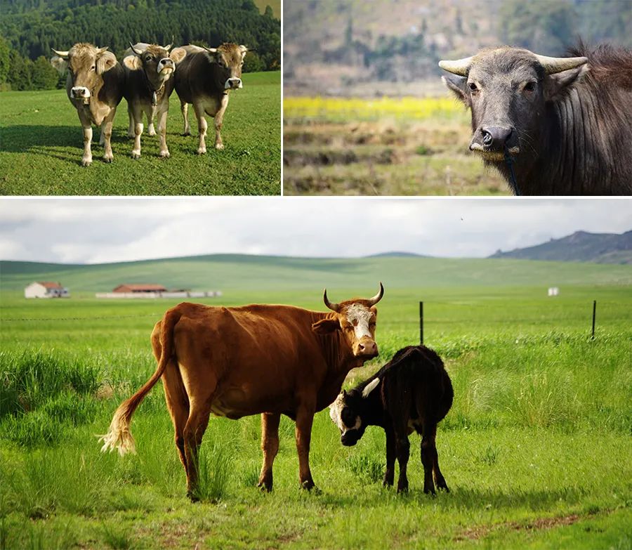 彩铅线描相结合儿童画,儿童画教程大全简单画动物