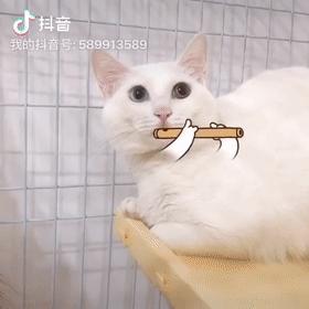 央视多档直播传出猫叫,央视猫叫上热搜