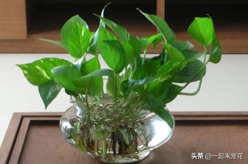 绿萝水培总是黄叶？只要3招，立马就绿回来