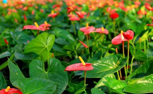 红掌烂根怎么样才能救活,红掌烂根怎么救