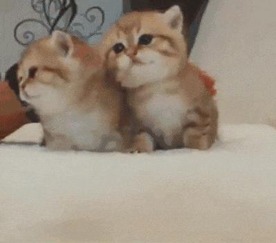 金渐层发情期走丢还会回家吗,10个月金渐层发情期要多长时间