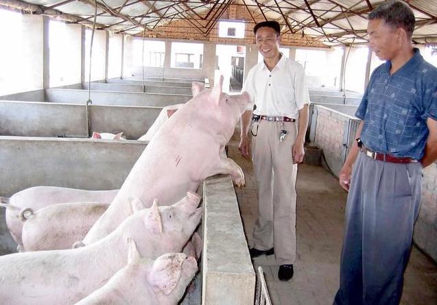 保育猪如何喂水,保育猪饲养管理十大要点