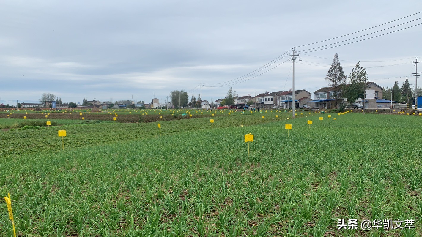 麦城关羽有什么说法,麦城中的关羽