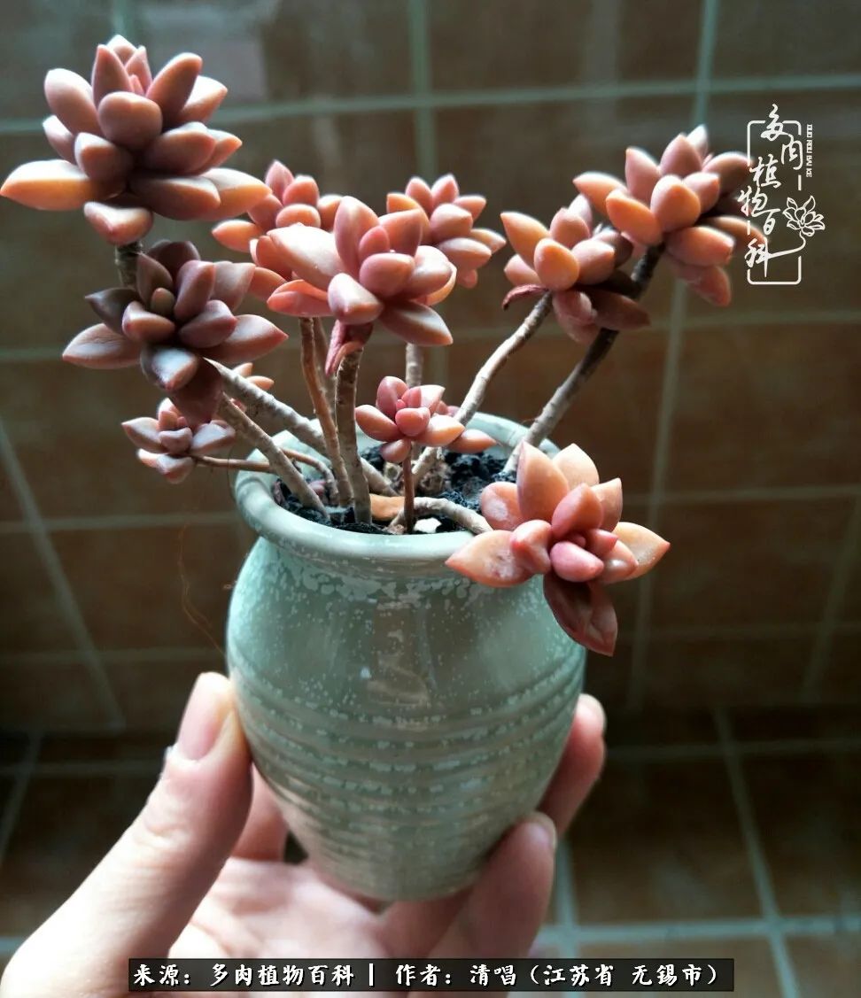 多肉植物百科好看又好养的多肉,喜欢多肉的朋友欢迎光临多肉园艺