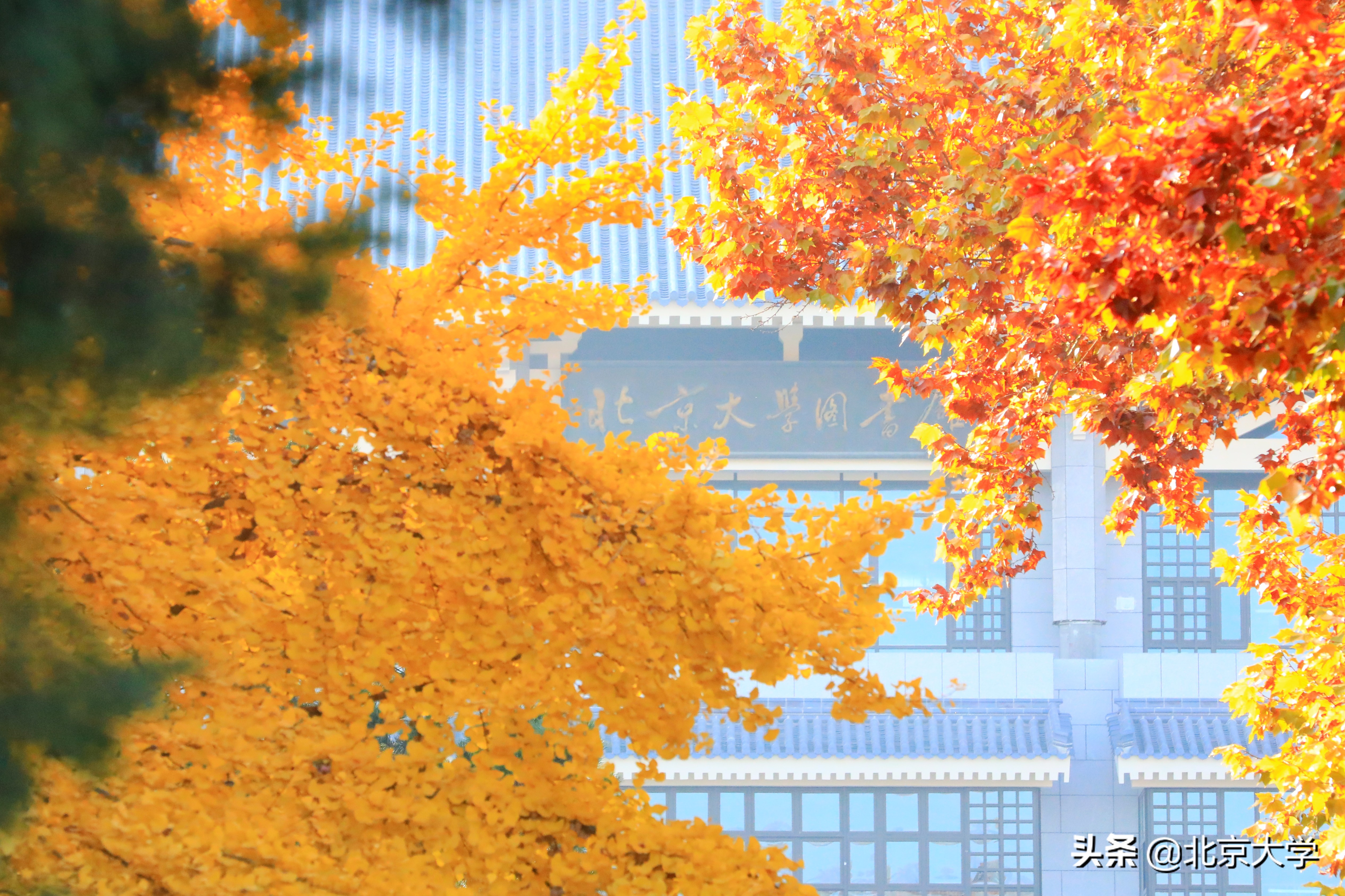 探园燕园有多少个图书馆,探园燕园图书馆