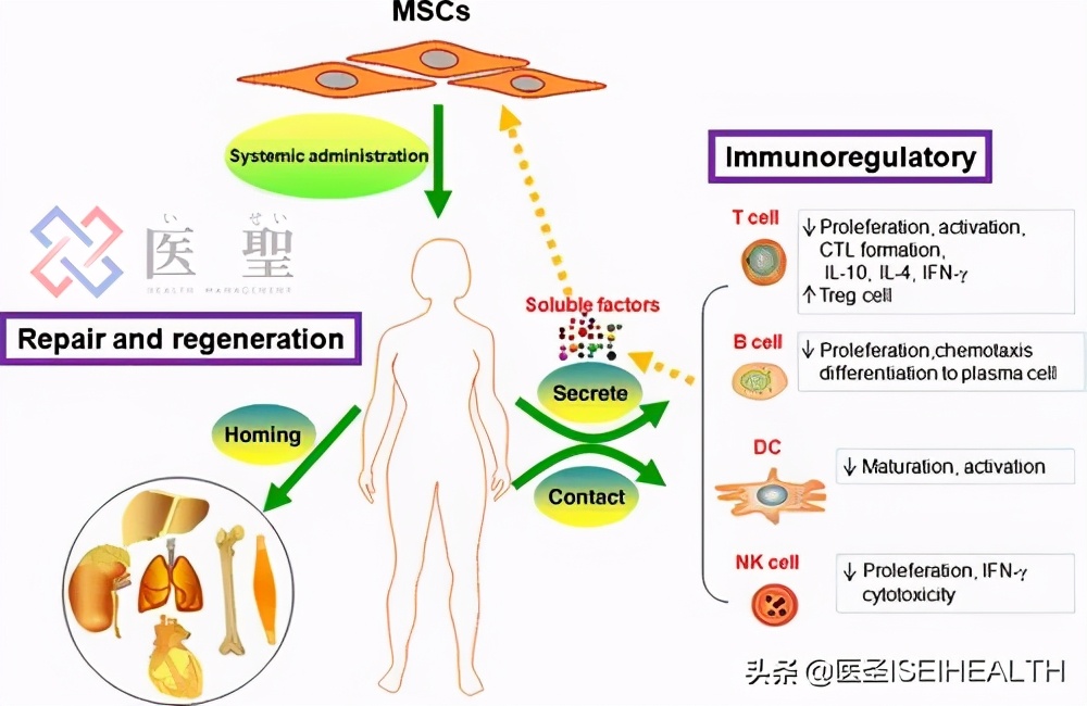 再生干细胞治疗1型糖尿病,再生医学治疗糖尿病