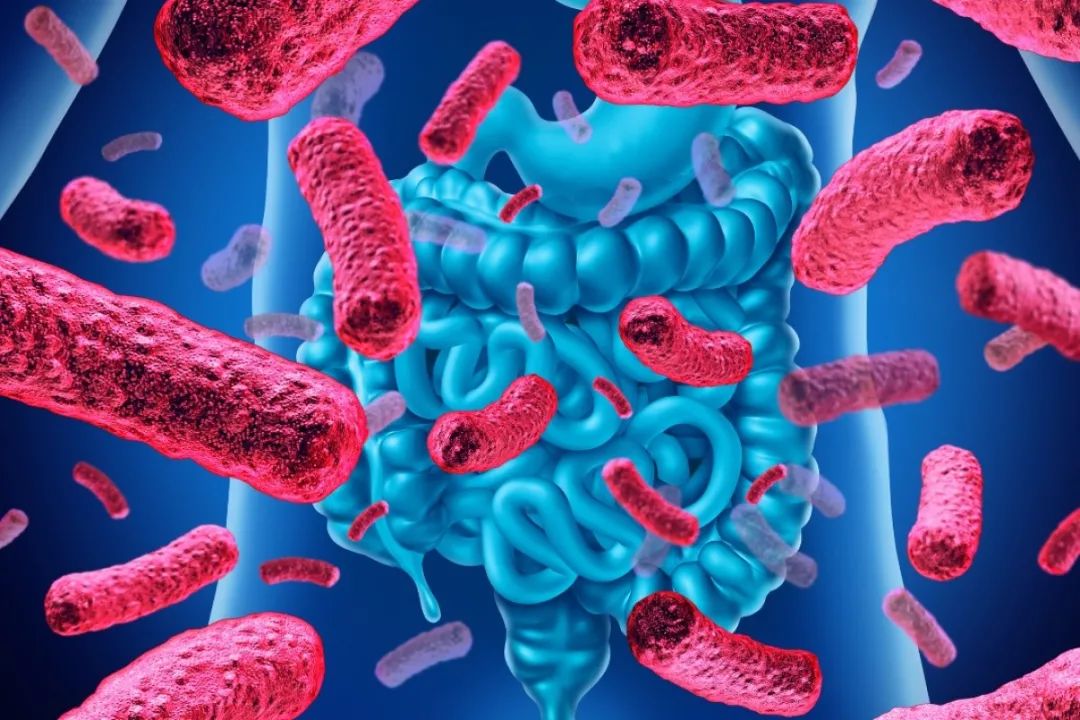 肠道菌群也是我们身体的一大自然防御系统