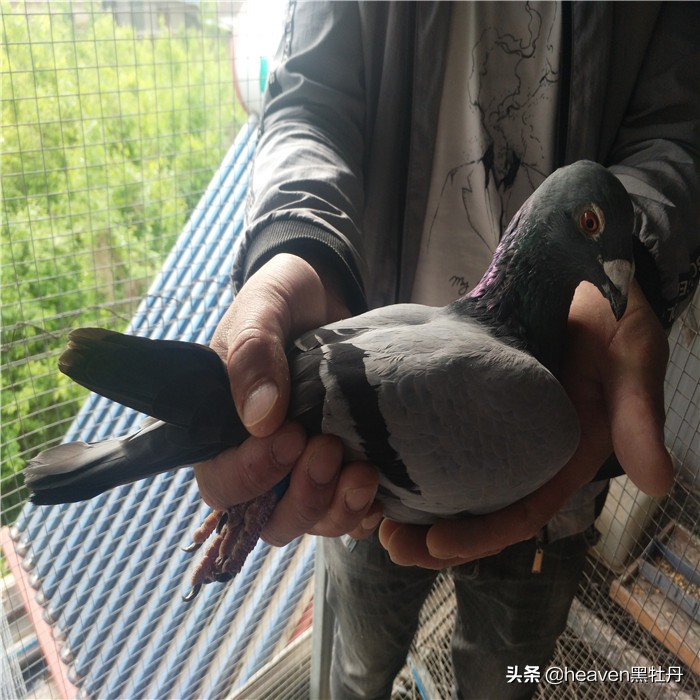 赛鸽公棚养多久鸽子才能比赛,赛鸽关键期1-3月龄幼鸽的管理要点