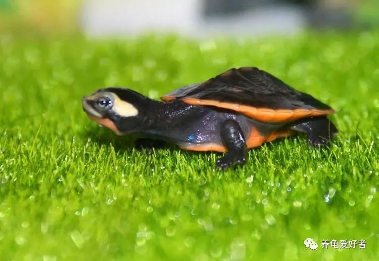 乌龟冬眠清肠怎么样才算完成,乌龟冬眠要喝水和吃东西吗