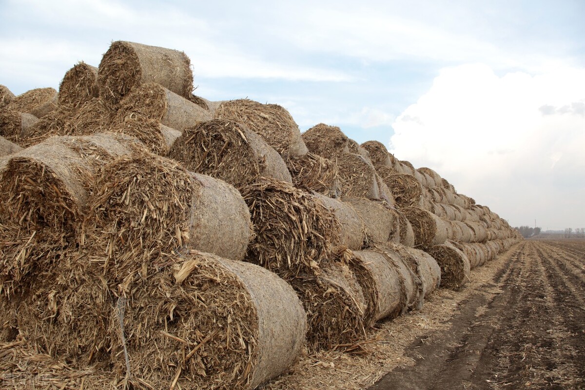 城管处置春耕焚烧秸秆,春耕焚烧秸秆的利弊