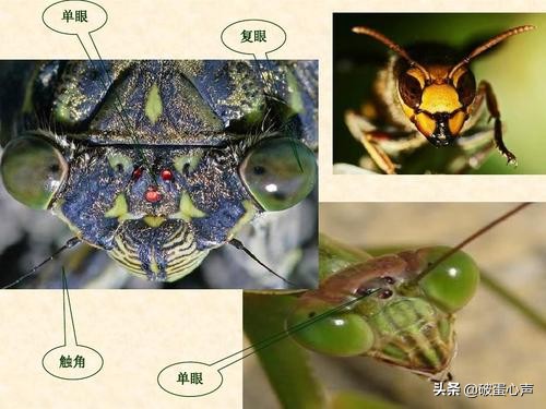 用皮肤看“视界”?谁说不可能,“变色专家”桦尺蠖自有小妙方