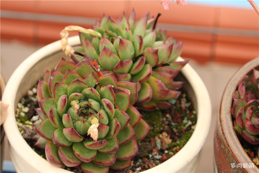 多肉青苔铺面,多肉各种铺面