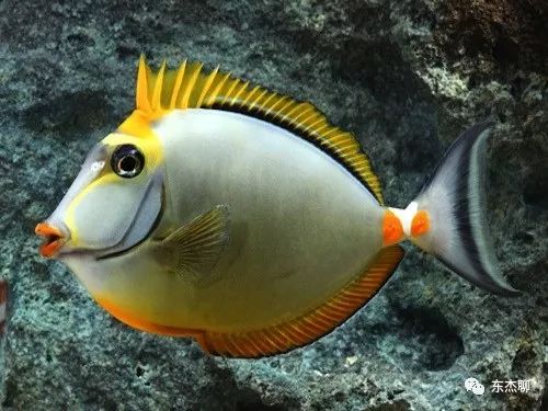 鱼缸里可以养的海水鱼有哪些,哪些海水鱼可以繁殖