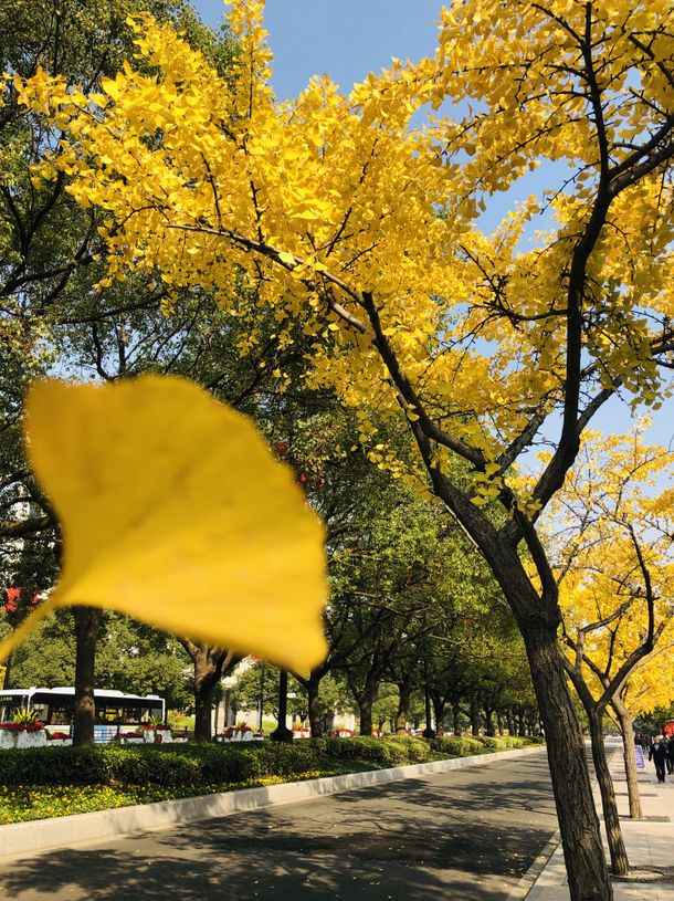 上海银杏叶打卡的地方,上海周边哪里有银杏叶