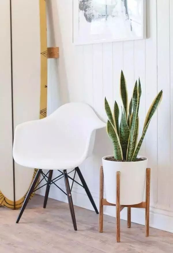 吸甲醛吸苯植物十大排行榜,什么绿色植物吸甲醛和苯