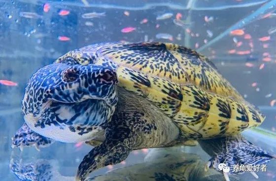 养龟常见问题及解决办法,养龟之前先要看看的干货知识