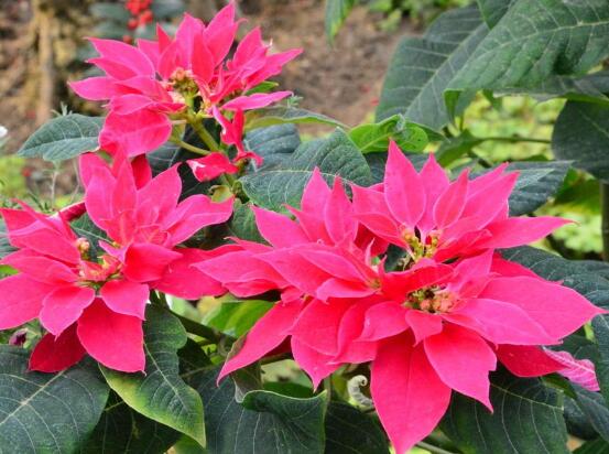 一品红叶子变黄还落叶怎么办,一品红叶发黄什么原因