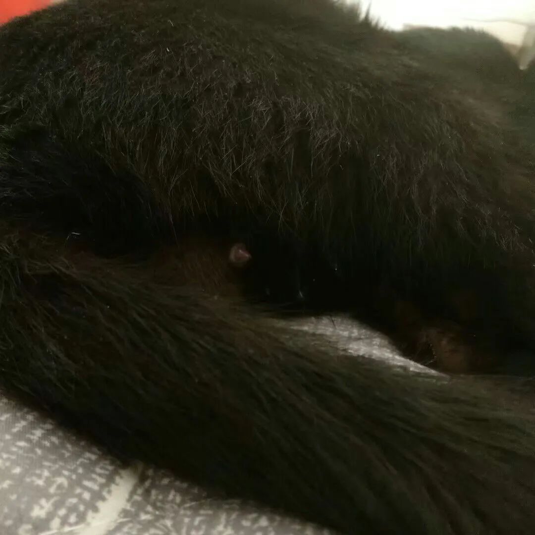 猫会像人一样做梦吗,猫老是做梦