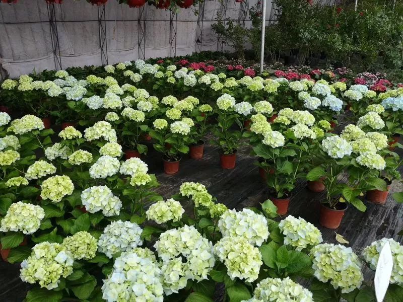 大连网上买花哪个平台好,大连买花到哪里