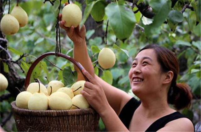 梨树病虫害绿色防控技术,梨树病虫害防治时间表最新