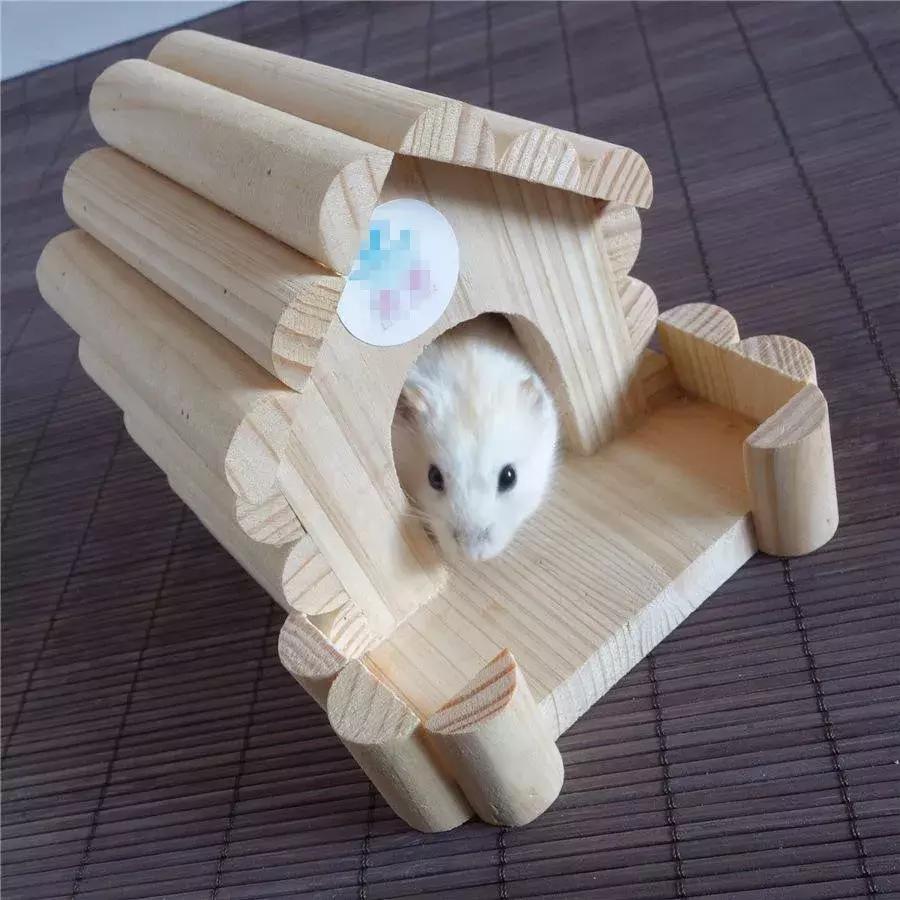 仓鼠饲养八大禁忌仓鼠会认主人吗,仓鼠饲养八大禁忌仓鼠吃什么蔬菜