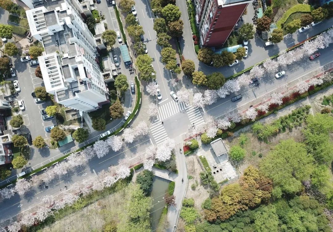 小众赏樱胜地,魔都赏樱旅游攻略