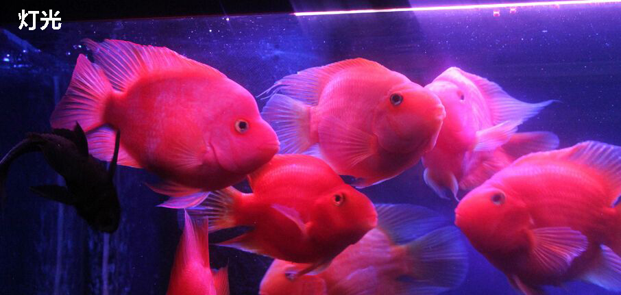 鹦鹉鱼一定要喂饲料才能红吗,鹦鹉鱼吃什么加红饲料好