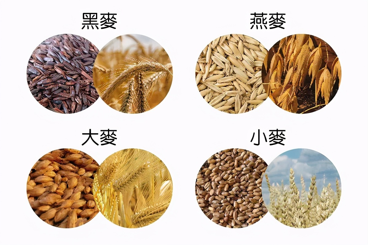 路边随便采野花,路边哪些草可以当猫草