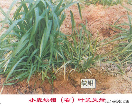 作物缺钼失绿怎么办,瓜类缺钼症的症状