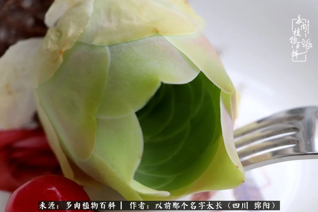 山地玫瑰夏天,夏季的山地玫瑰