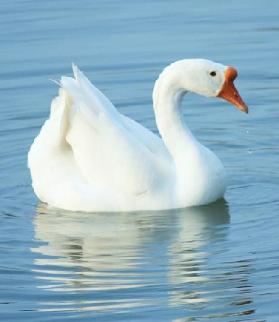 大白鹅彩铅儿童画,水粉大白鹅的画法