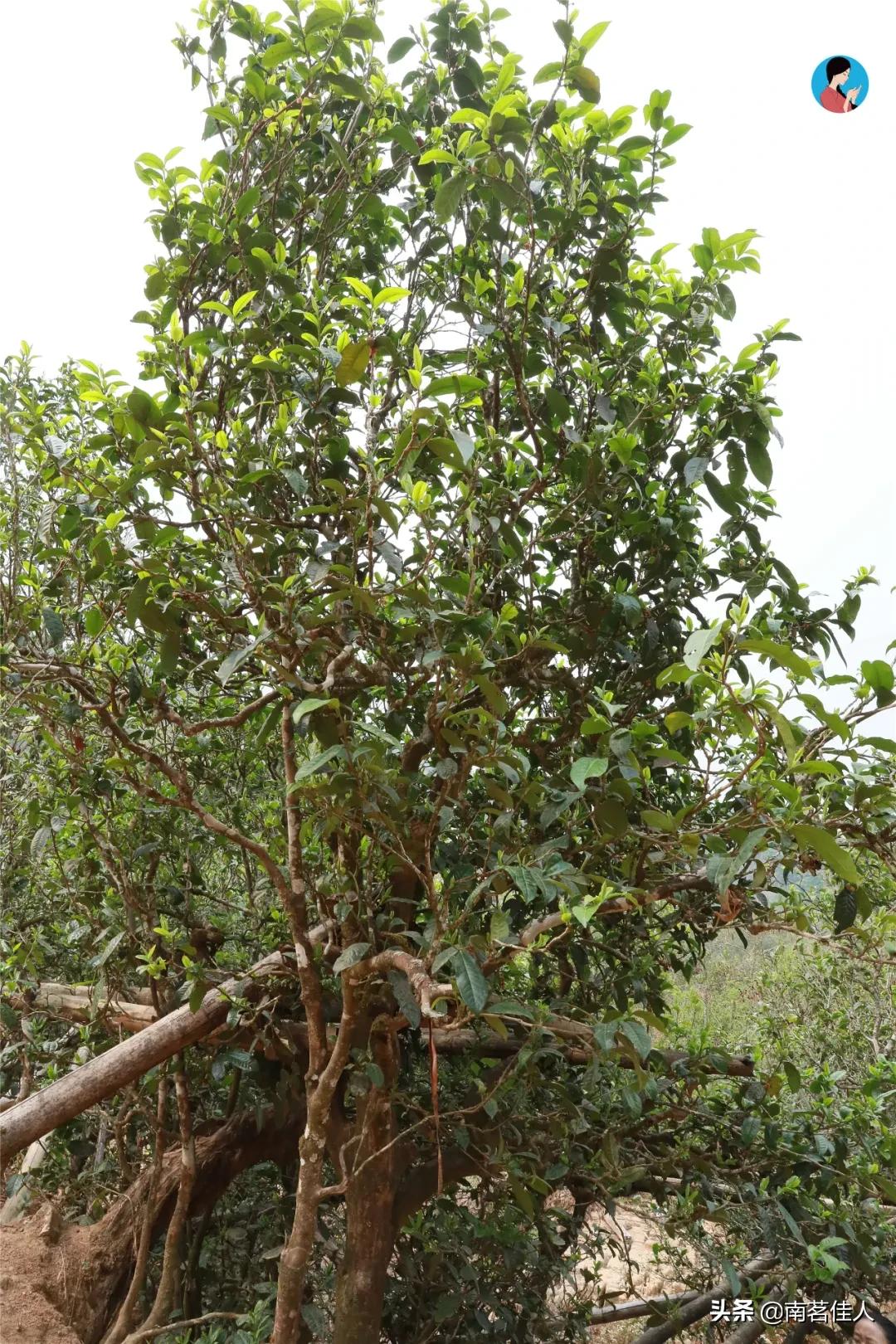 冰岛老寨大秋茶园的茶是真的吗,冰岛五寨之一糯伍什么口感