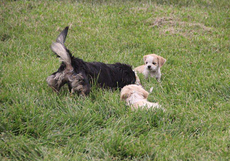 铲屎官容易被传染的病,小细菌对人体危害