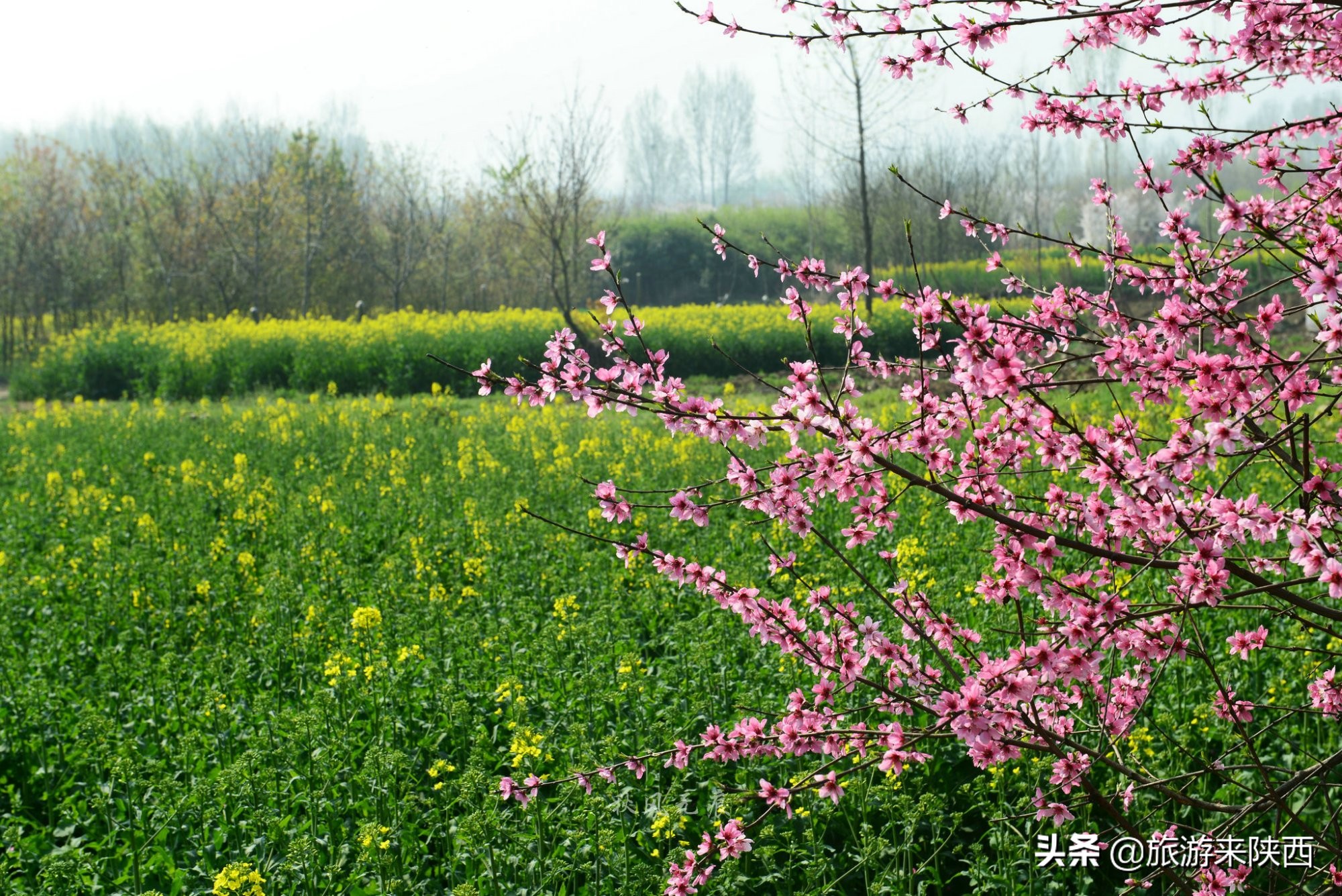 长安区王莽千亩桃园,西安王莽万亩桃花源