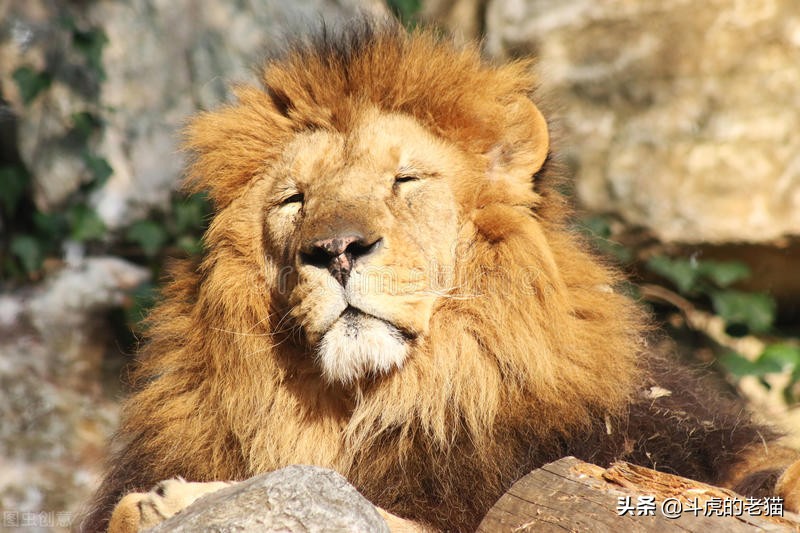 草原上10头狮子猎杀野牛场面激烈,野牛为什么敢顶狮子却打不赢鬣狗