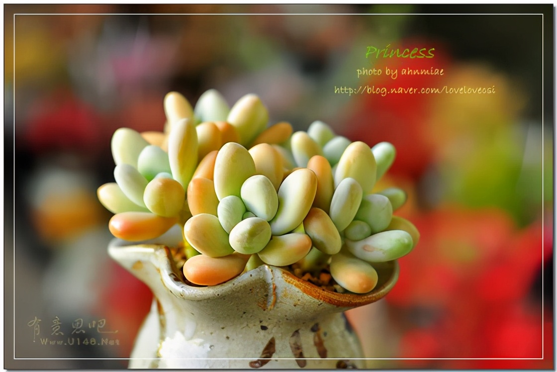 韩国多肉有多仙,韩国公主多肉图片大全