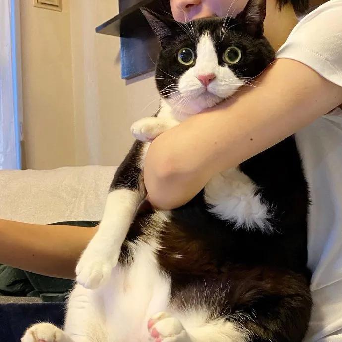 古代猫名字,古代猫的名字