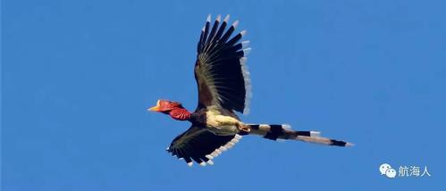 头骨最值钱鸟,头骨很珍贵的鸟