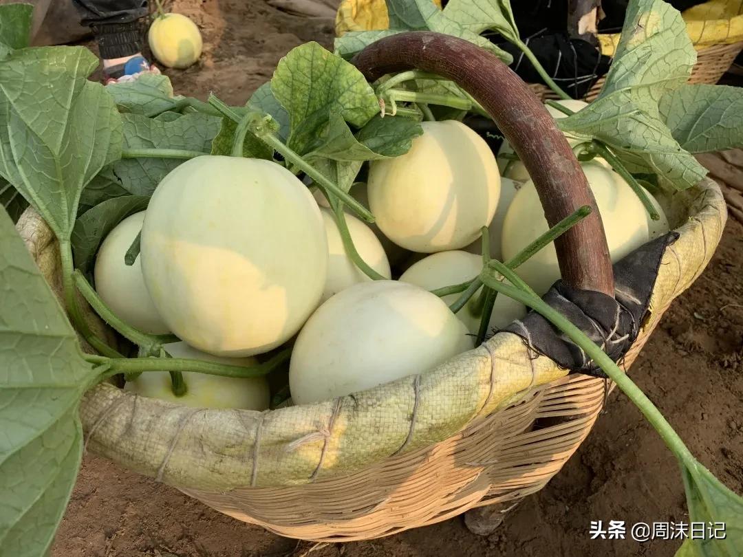 不甜不要钱！白玉甜瓜火了，脆嫩香甜多汁！全家老小都爱吃