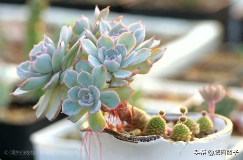 过年回家浙江多肉如何过冬,过年回家买多肉