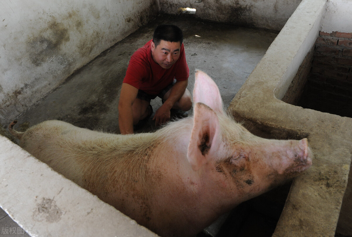 治疗猪便秘最快的方法,治疗猪便秘最好的方法