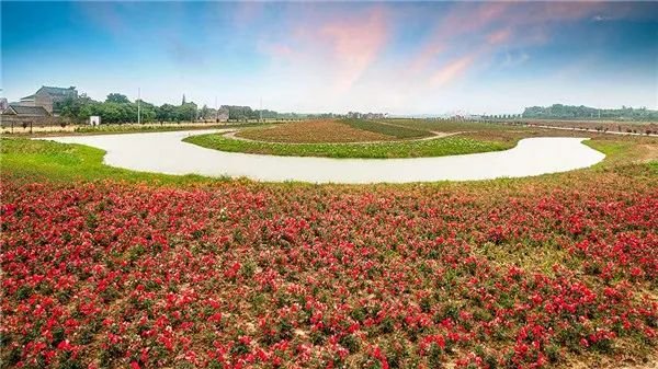 五一不能错过的花海,五一不能错过的美丽花海