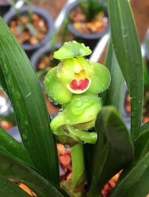 好养的兰花既高贵又漂亮惹人喜欢,哪种兰花最好养四季开花又很香