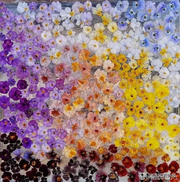 冻冰花美篇,冻冰花的美篇